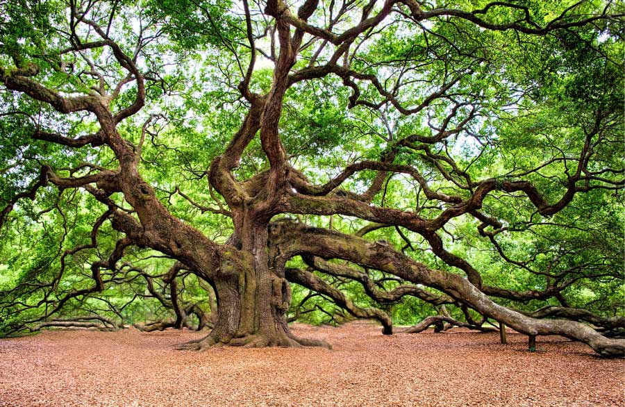 QUERCE DA CRESCERE